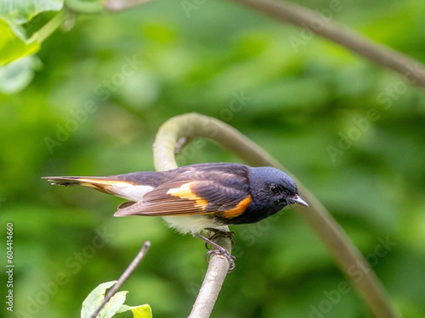 Obraz American Redstart