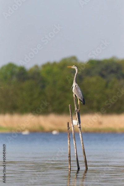 Obraz Grey heron on stick at coast