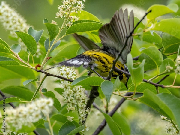 Obraz Magnolia Warbler