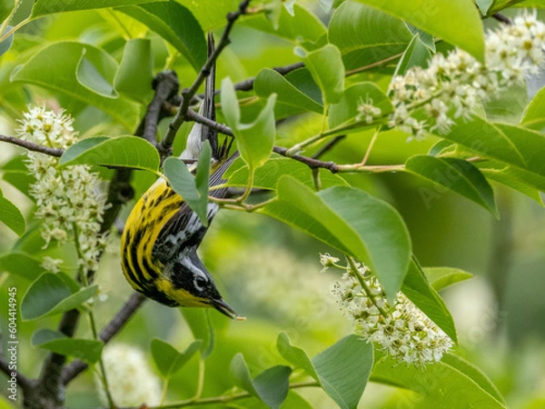 Obraz Magnolia Warbler