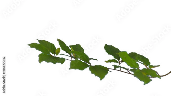 Fototapeta Beech Branches with green leaves islotaed | Tree branch transparent png
