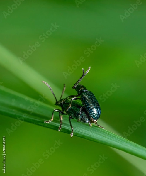 Obraz Mating leaf beetles