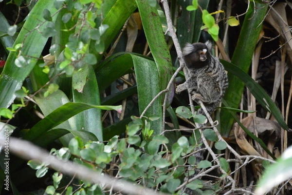 Fototapeta Titi monkey
