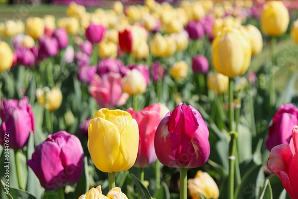 Fototapeta Closeup of two beautiful yellow and pink tulips amongst field of multicolored tulips