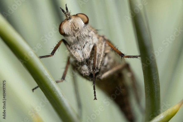 Obraz Bottom view of a Stiletto Thereva fly sitting on a spruce needle. Macro