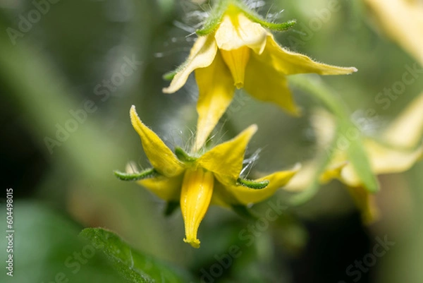 Obraz Bright yellow flower of tomato macro photo