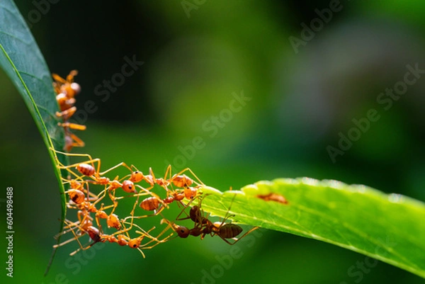Obraz Ant action standing. Ant bridge unity team, Concept team work together