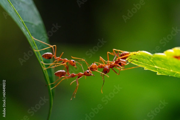Fototapeta Ant action standing. Ant bridge unity team, Concept team work together