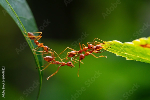 Fototapeta Ant Action Standing. Ant Bridge Unity Team, zespół koncepcyjny współpracują