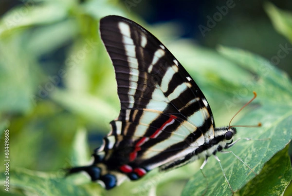 Obraz Zebra Swallowtail