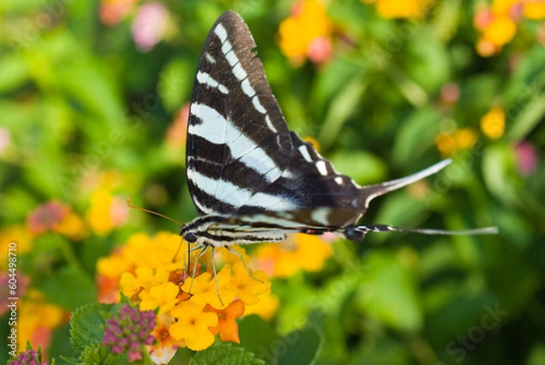 Obraz Zebra Swallowtail