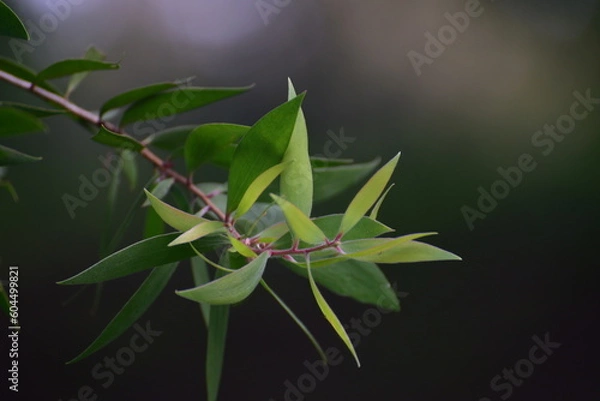 Fototapeta Melaleuca cajuputi, commonly known as cajuput or white samet is a plant in the myrtle family, Myrtaceae 