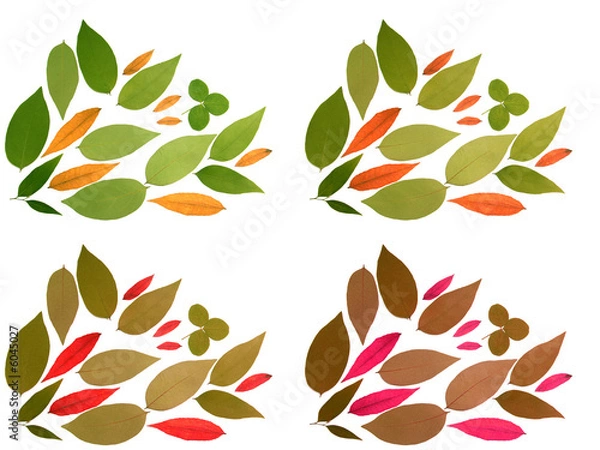 Fototapeta composition avec des feuilles séchées