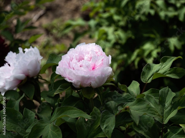 Obraz 100 million pixel high-definition flowers