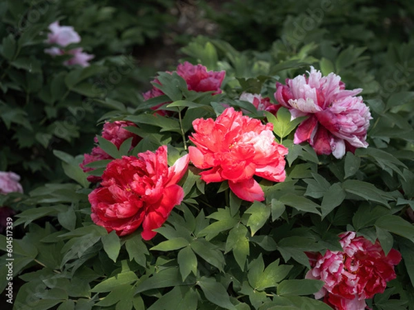 Obraz 100 million pixel high-definition flowers