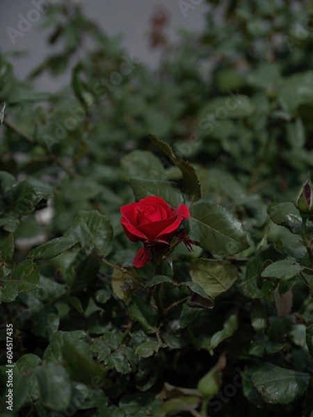 Obraz 100 million pixel high-definition flowers