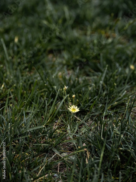 Obraz 100 million pixel high-definition flowers