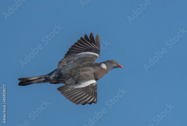 Fototapeta Wood Pigeon (Columba palumbus) in flight. Bird in flight.