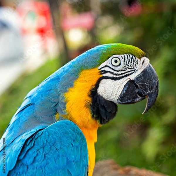 Fototapeta Macaw parrot