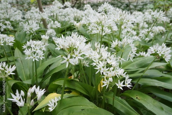 Fototapeta isar garlic close