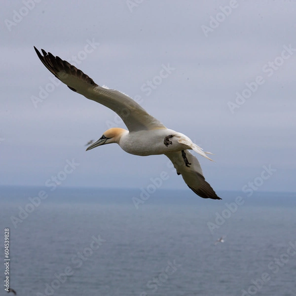 Obraz gannet in flight