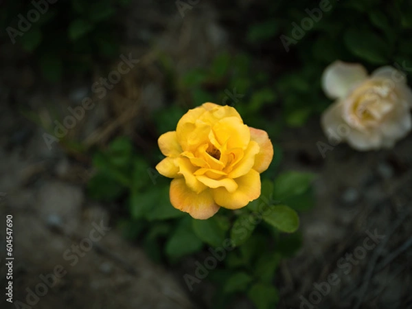 Obraz 100 million pixel high-definition flowers captured by Fuji camera GFX100S camera
