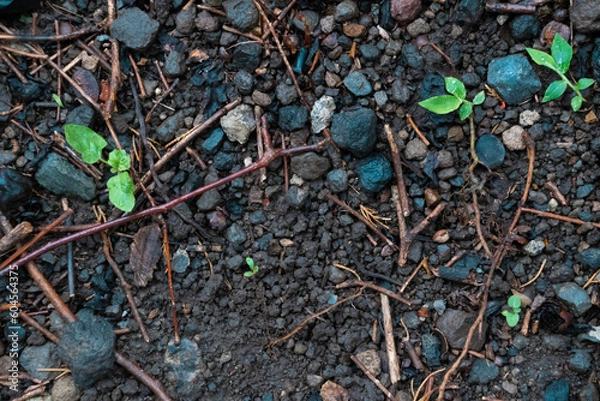 Obraz 雨で濡れた地面と植物