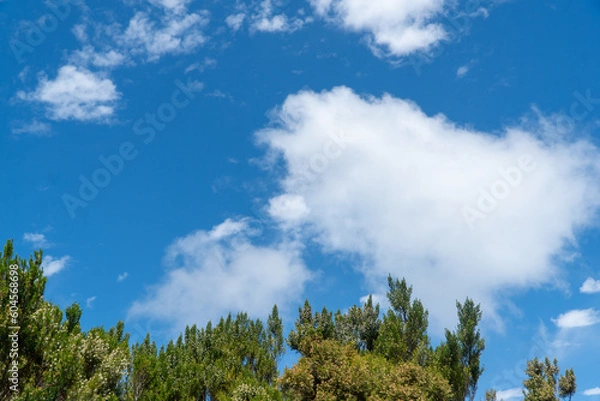 Fototapeta green trees and panoramic sky