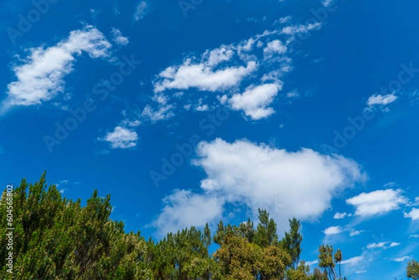 Fototapeta Cloudy blue sky with trees