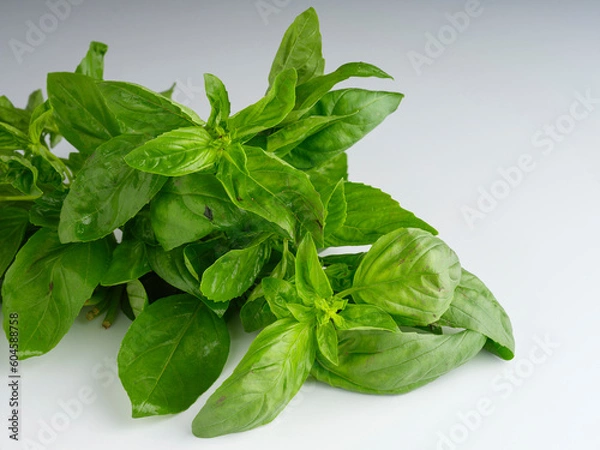 Fototapeta fresh basil leaves