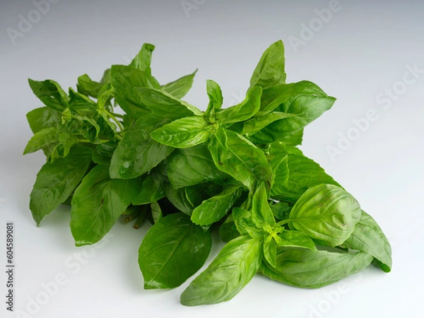 Fototapeta fresh basil leaves