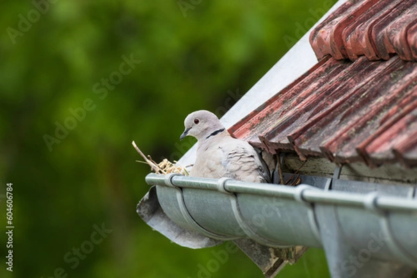 Obraz Tourterelle turque (Streptopelia decaocto) nichant dans la gouttière d'une maison de village en Normandie