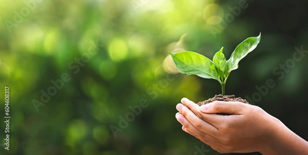 Obraz hand children holding young plant with sunlight on green nature background. concept eco earth day