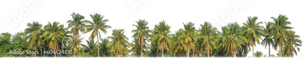 Fototapeta Palm trees in summer on transparent  background with clipping path and alpha channel..