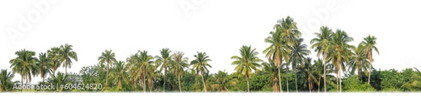 Fototapeta Palm trees in summer on transparent  background with clipping path and alpha channel.