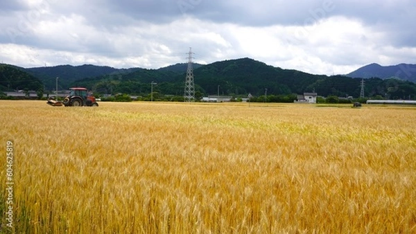 Obraz 収穫間近の麦畑とトラクター　ワイド