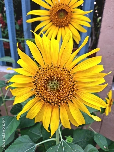 Fototapeta sunflower in the field