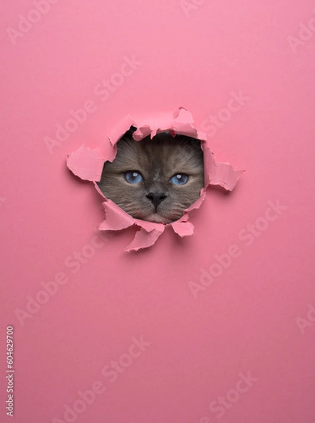 Fototapeta curious birman cat peeking through a torn paper hole in a bright pink wall. studio shot with copy space