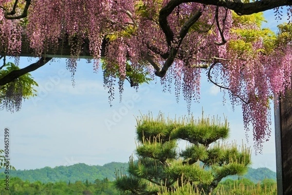 Obraz ピンクの藤棚と松の木