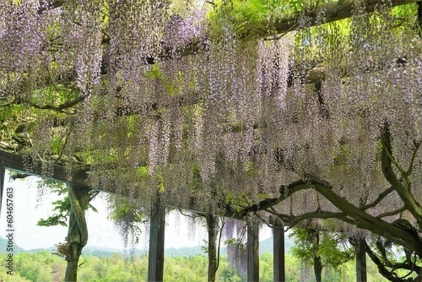 Obraz 美しい藤の花のシャワー