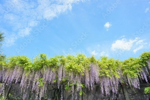 Obraz 明るい青空と藤棚のコントラスト