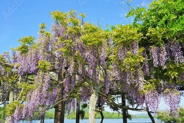 Obraz 鮮やかな紫の藤棚