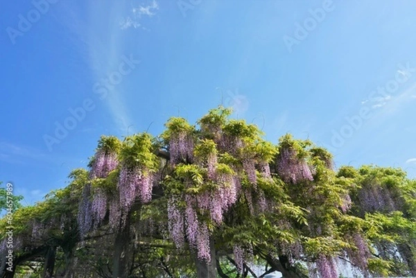 Obraz 青空と水源地の藤棚