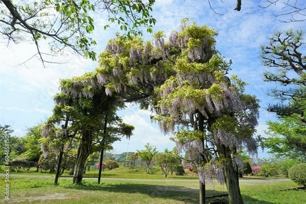 Obraz 豪快な藤棚のアーチ