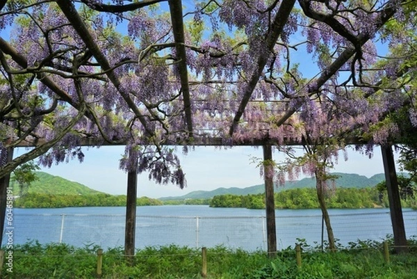 Obraz 満開の藤棚も水源地も美しい癒しの風景