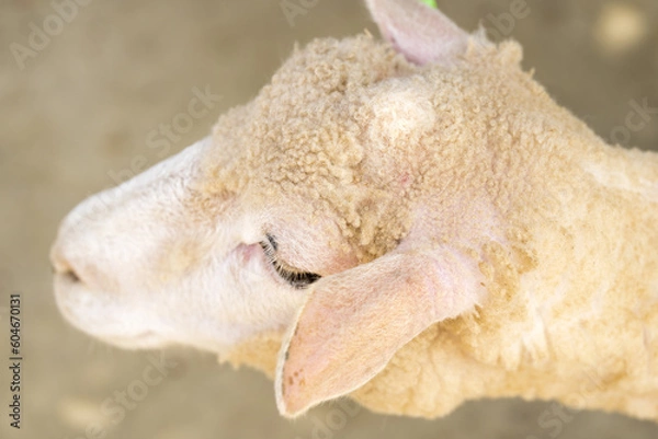 Obraz 羊　ヒツジ