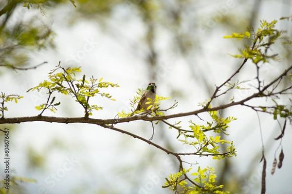 Fototapeta Single bird on branch during spring
