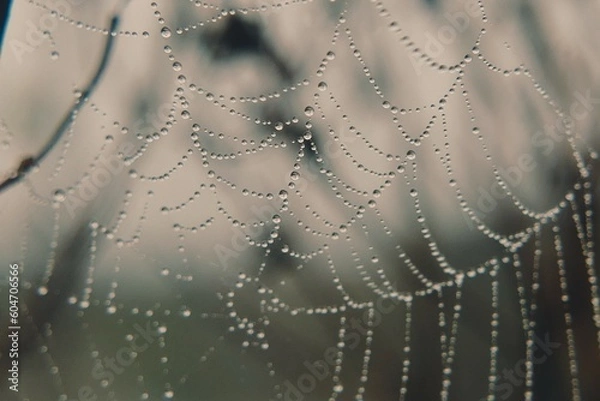 Obraz Spinnennetz