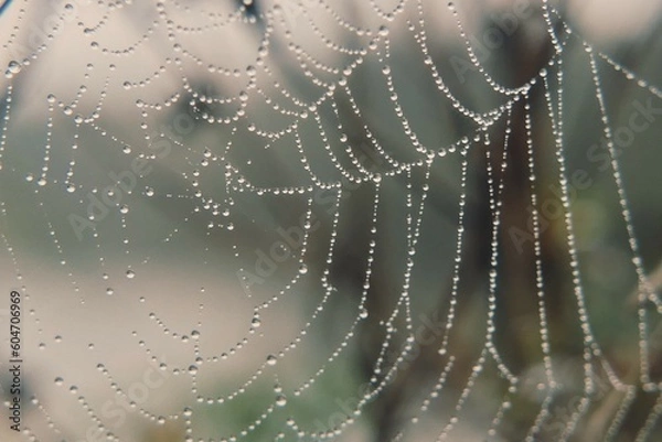 Obraz Spinnennetz