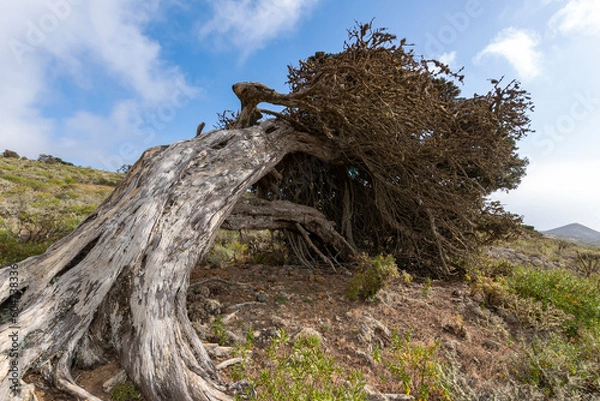 Fototapeta EL Hierro, juniper bent by the wind.